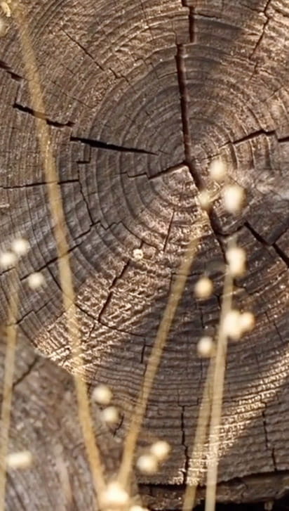 secreto-listone-giordano-sostenibilidad-interni-onesti-01-mobile